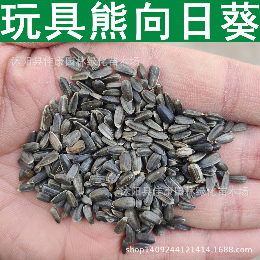 草花种子玩具熊向日葵种子瓜子观赏向日葵花瓜籽1件1斤