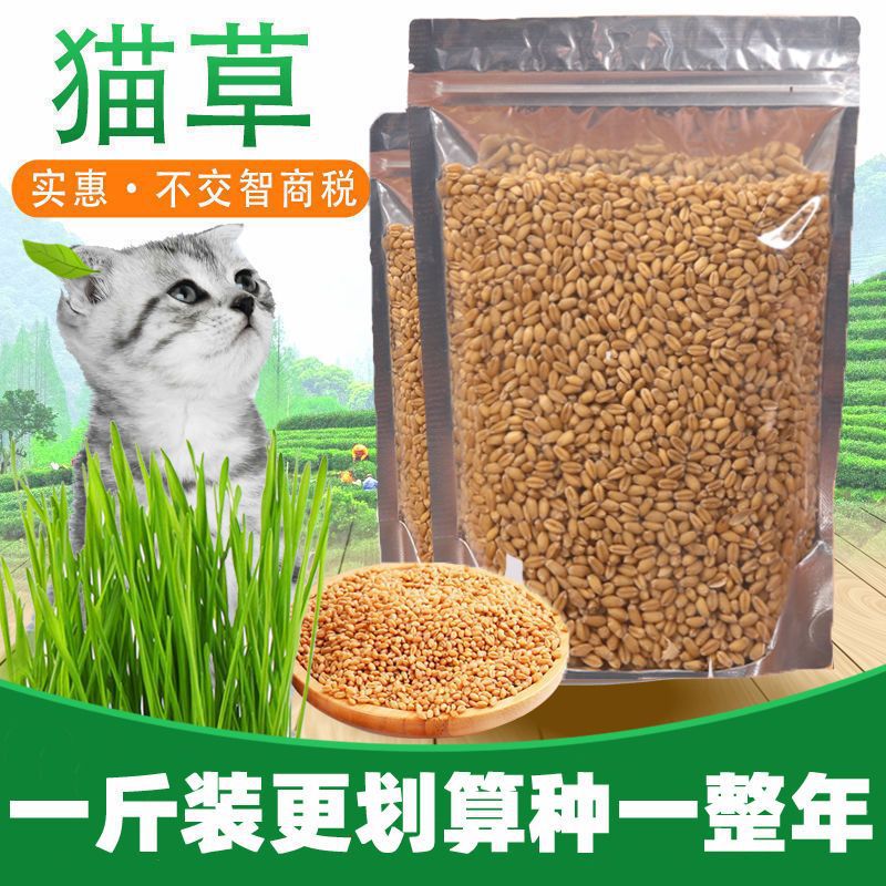 猫种子水培猫薄荷猫零食除毛球小麦猫种籽盆栽套装猫咪用品苗