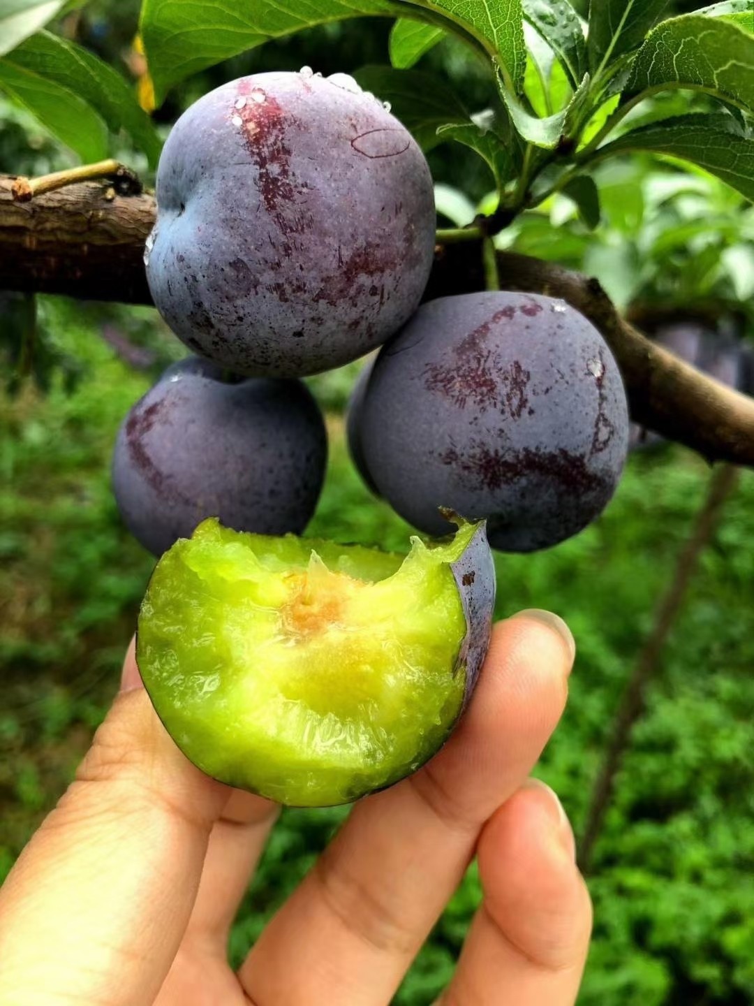 四川五月脆凤凰李3斤5斤凤凰脆李一件代发