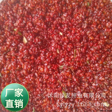 批发常绿灌木或小乔木植物 海桐  海桐种子 现货2吨欢迎订购