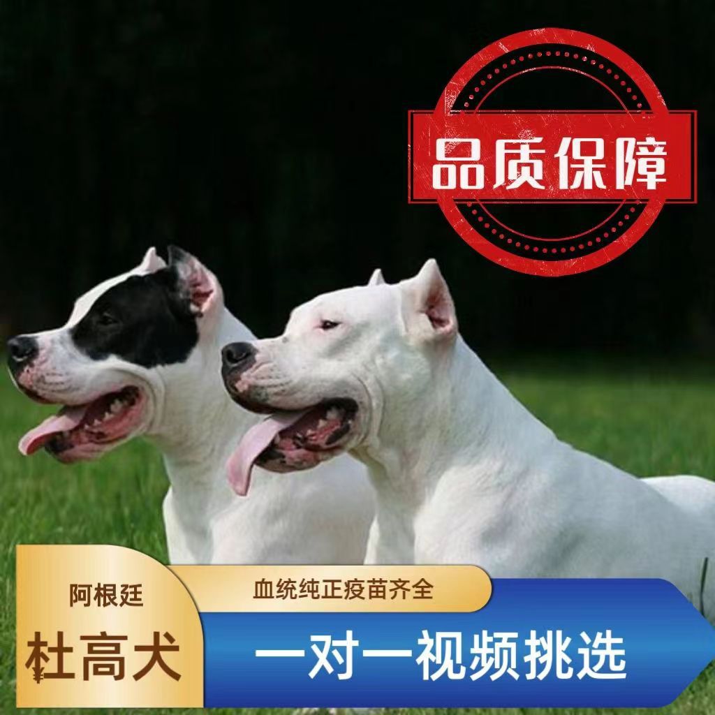 纯种杜高犬活体猎犬双血统杜高犬狩猎犬家养杜高幼犬大型犬-阿里巴巴