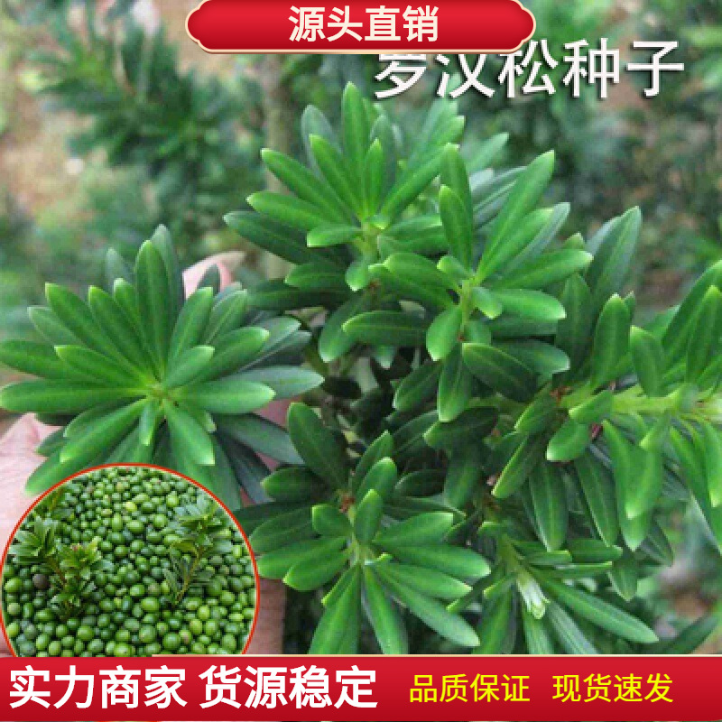 罗汉松种子 珍珠雀舌小叶狭叶大叶叶罗汉柏 台湾罗汉杉种子包邮