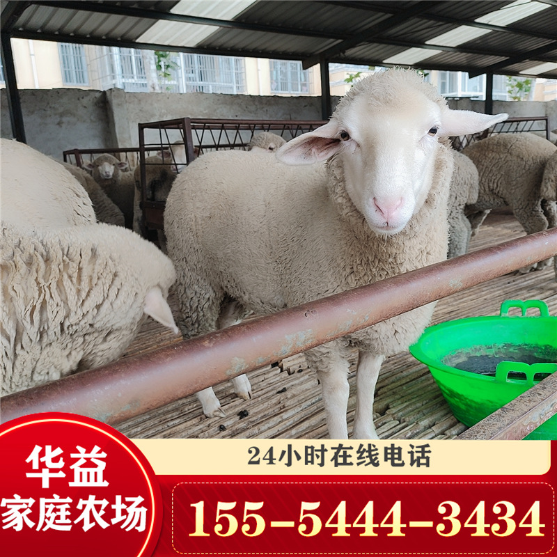 景区萌宠 无角陶赛特 肉羊 美利奴细毛羊 种羊养殖场