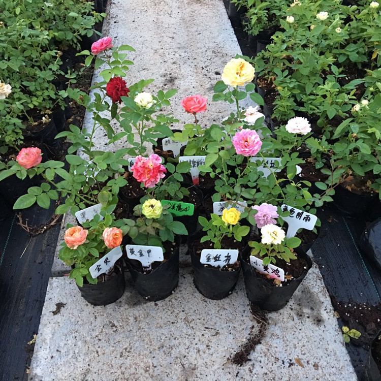 欧月藤本月季花苗爬藤小苗玫瑰蔷薇庭院室内蓝色浓香带花苞四季开