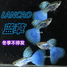 红草尾蓝兰草尾孔雀鱼大尾精品观赏鱼热带水草高端缎带怀孕母纯种