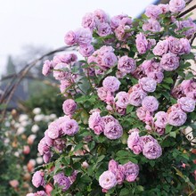 蔷薇花苗爬藤四季开花庭院藤本月季花苗大花爬墙植物花卉盆栽 志