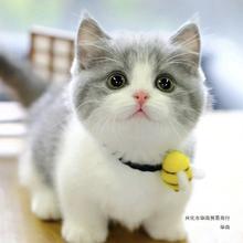 幼猫折耳英国短毛猫矮脚纯种英短蓝白猫小猫活物幼崽活体宠物猫咪