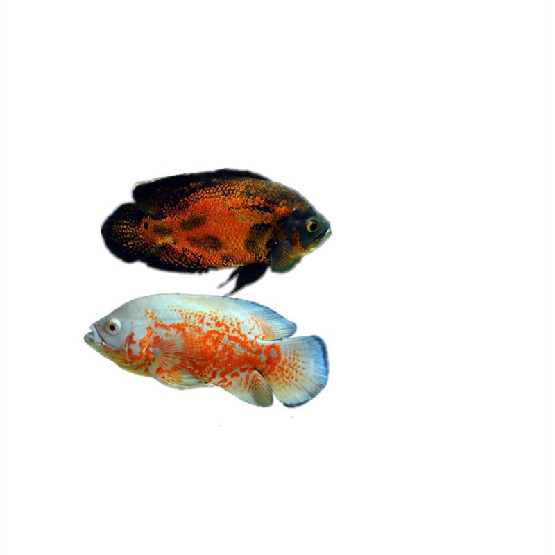 黑白地图鱼活鱼热带中大型观赏鱼水族宠物鱼野生淡水猪仔鱼套餐