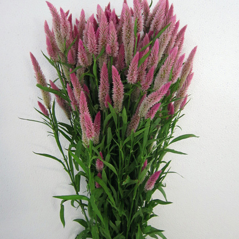 多头凤尾鲜花批发云南鲜花基地直批可自制干花花店摆摊社区货源