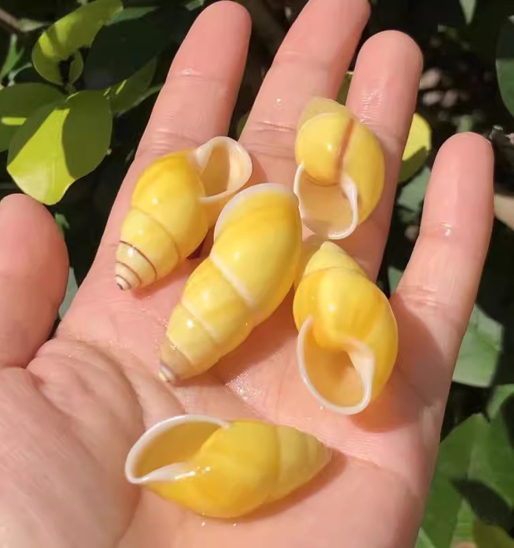 天然海螺贝壳黄色左旋螺鱼缸装饰水族造景收藏标本寄居蟹替换壳