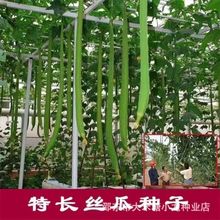【巨型特长丝瓜种子】高产丝瓜种子庭院阳台盆栽菜种子四季播蔬菜
