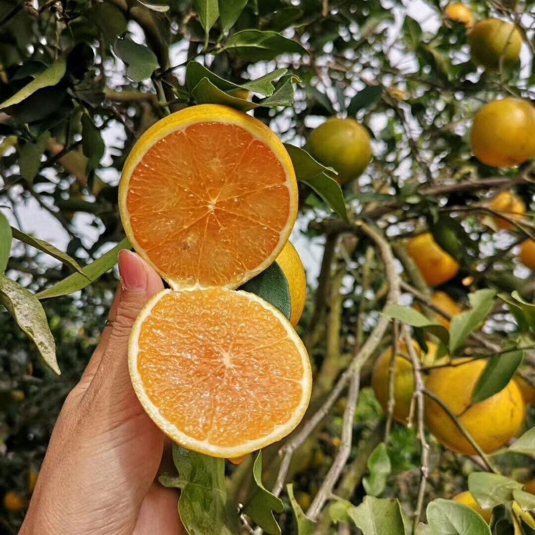 广东廉江红江橙廉江红橙薄皮橙子当季手剥水果现货现摘新鲜超甜