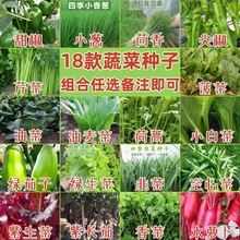 蔬菜种子农田菜园家庭阳台盆栽黄瓜生菜四季种植批发多种蔬菜种子