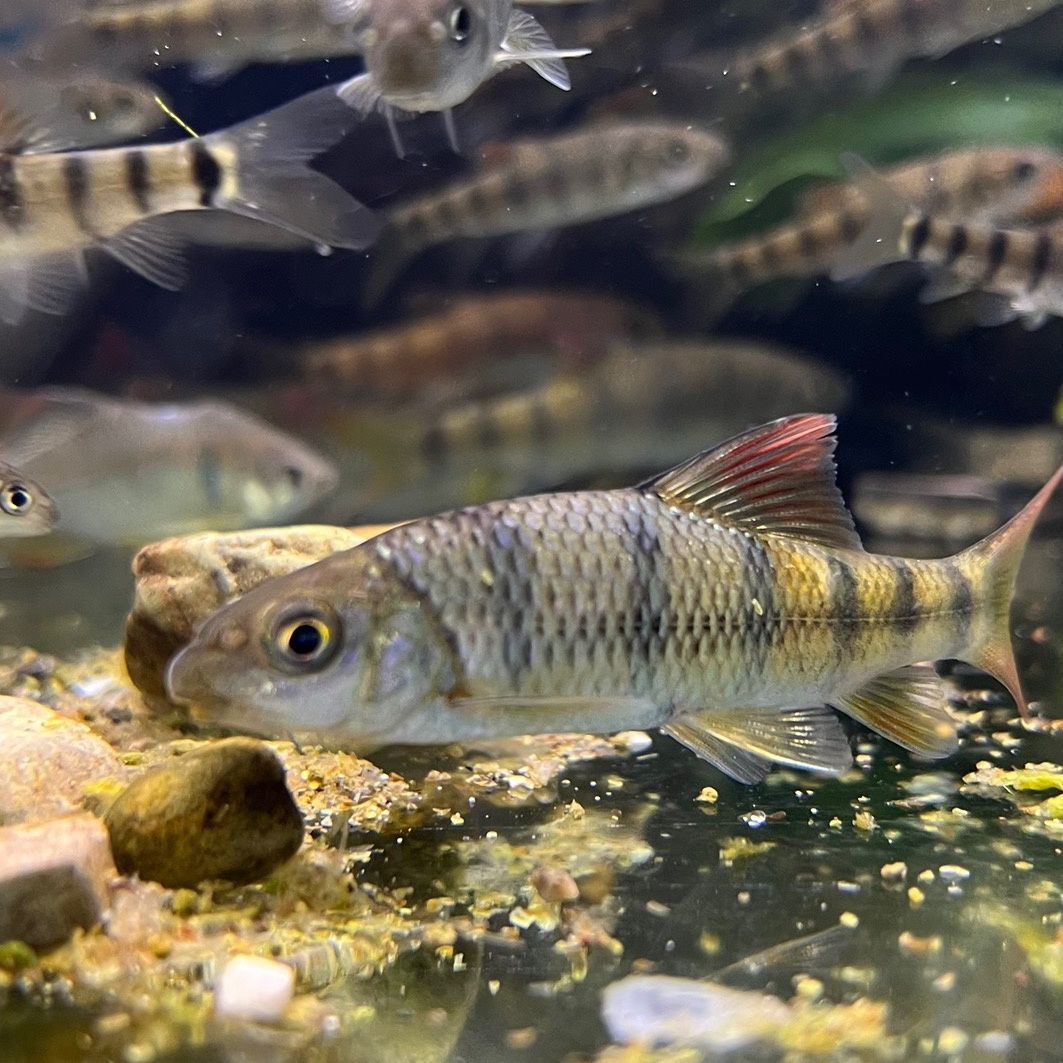 野溪石斑鱼苗光唇鱼可食用原生淡冷水观赏鱼好养活长得快包邮包活