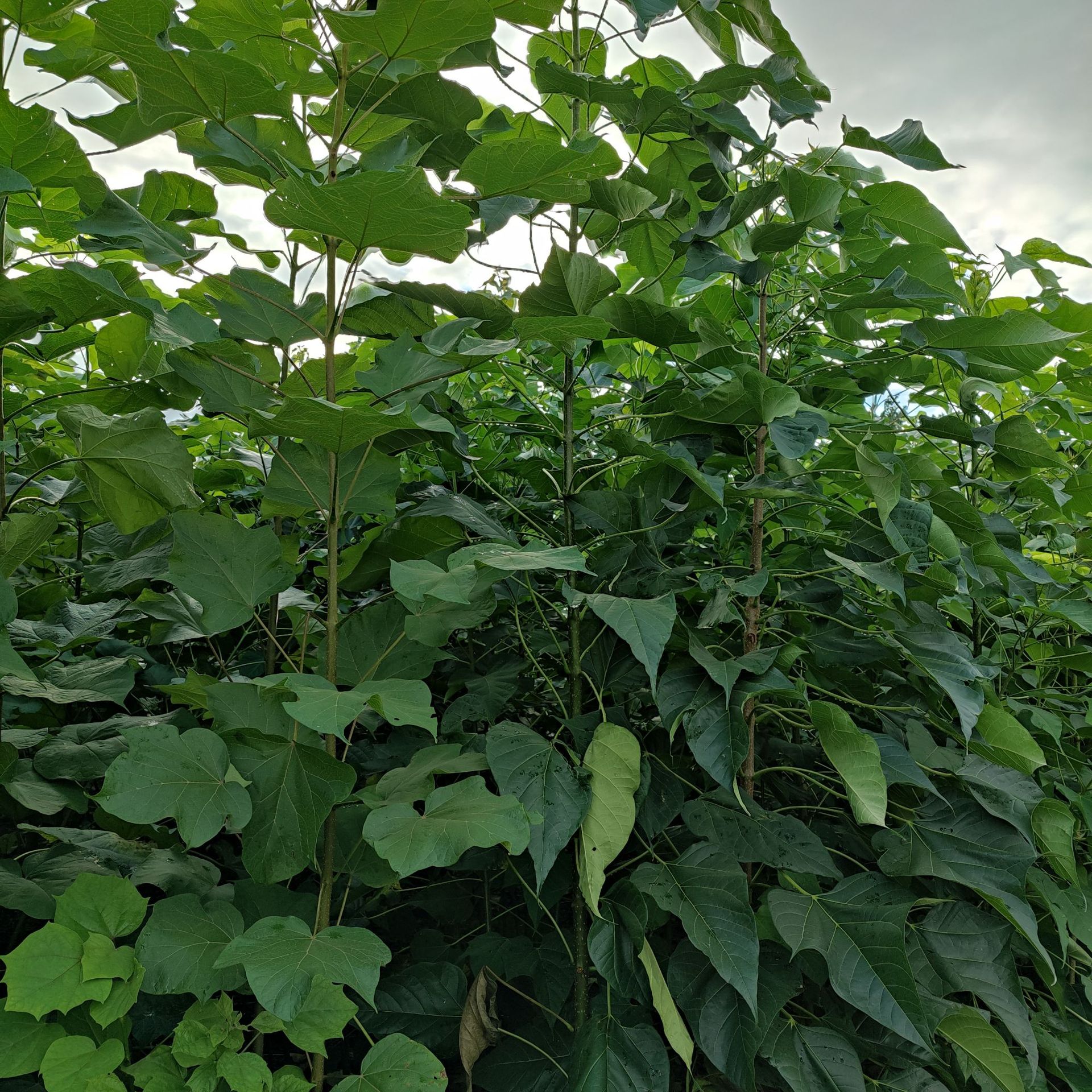 基地现挖现卖楸树苗 米径3公分规格 量大价从优 求购现挖楸树苗