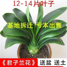兰花苗精品推荐君子君子兰盆栽四季常青植物蝴蝶兰花苗