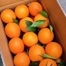 橙子新鲜脐橙水果新鲜甜橙冰糖橙爱媛果冻橙非赣南的脐橙整箱
