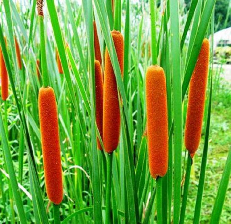 水生花卉水烛香蒲花 湿地绿化净化水质景观工程河道绿化香蒲苗