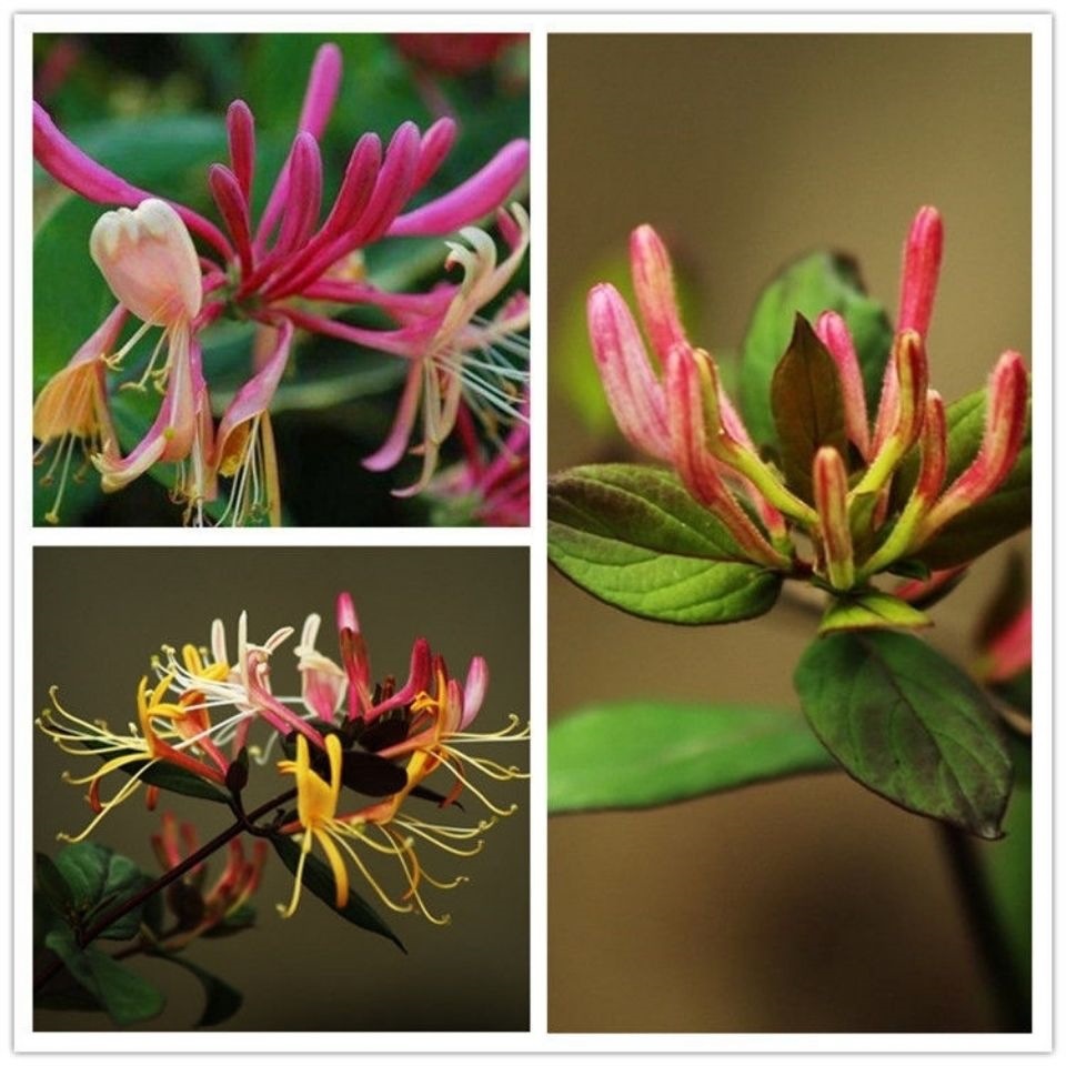 四季彩色金银花树苗盆栽花卉爬藤树型地栽南北方栽种