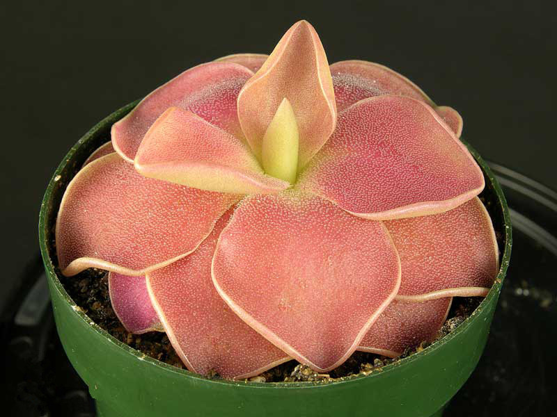 捕虫堇套餐捕蝇草驱蚊草猪笼草小型盆栽绿植多肉办公室蚊虫克星