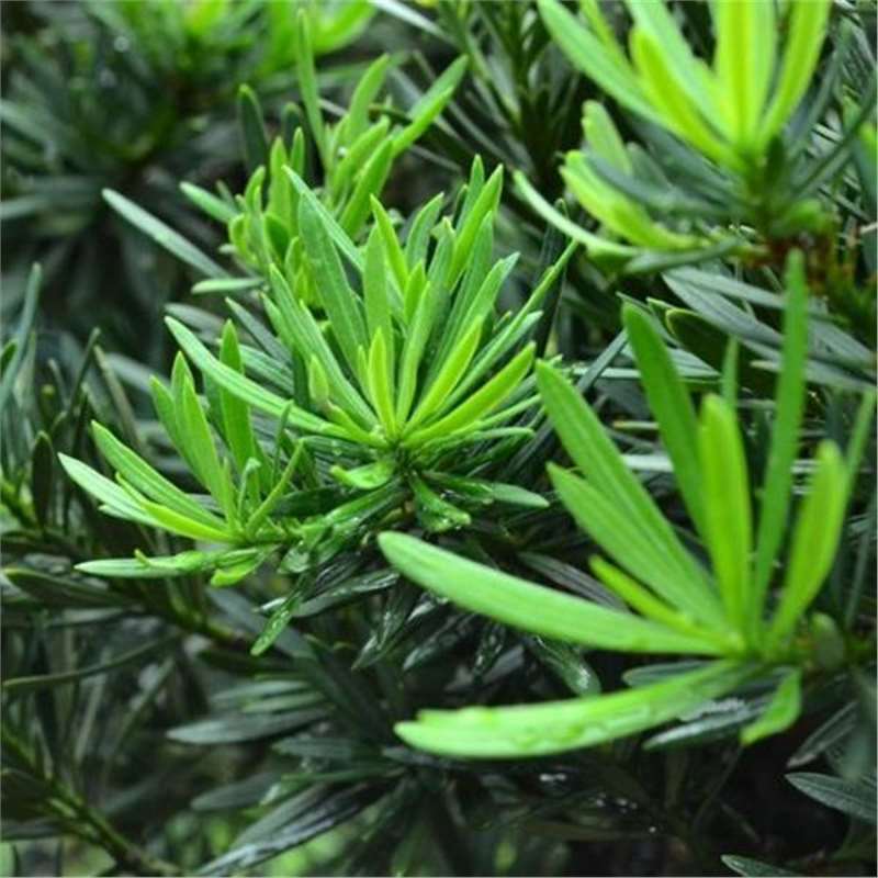 新采罗汉松种子冷藏珍珠雀舌贵妃红芽金钻大叶台湾兰屿罗汉松种子