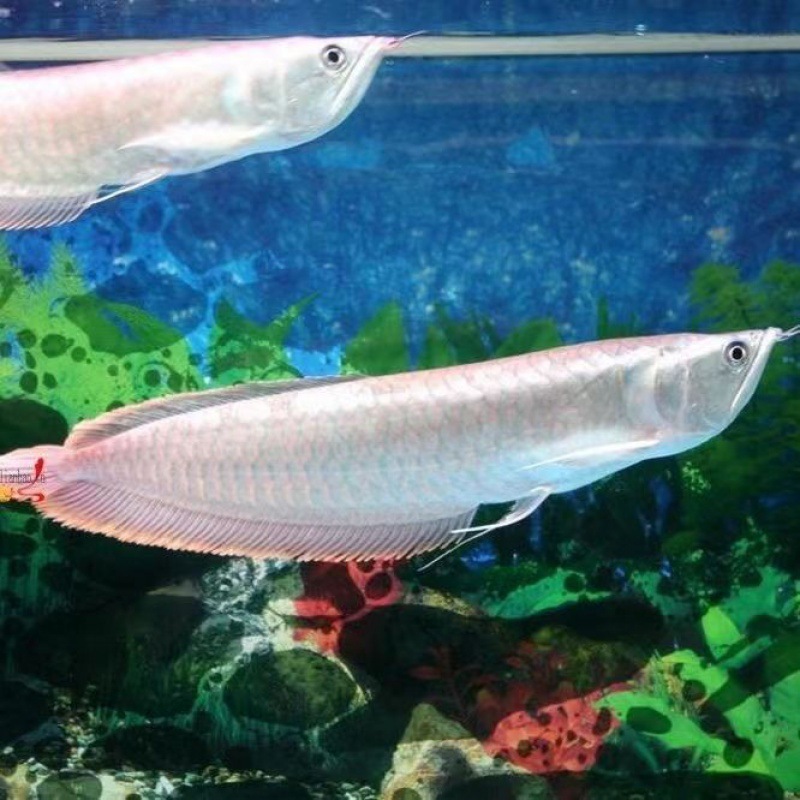 银龙鱼批发鱼热带观赏鱼中大型淡水鱼鱼发财鱼龙鱼鹦鹉地图鱼包邮