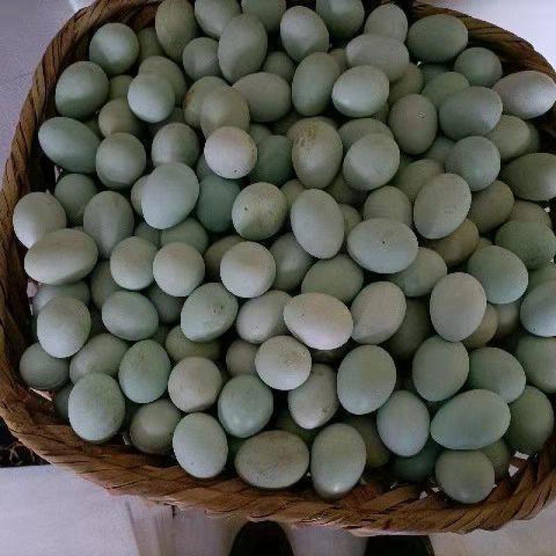 贵州特产麻山绿壳鸡蛋土鸡蛋新鲜现捡发货土鸡蛋绿鸡蛋-阿里巴巴