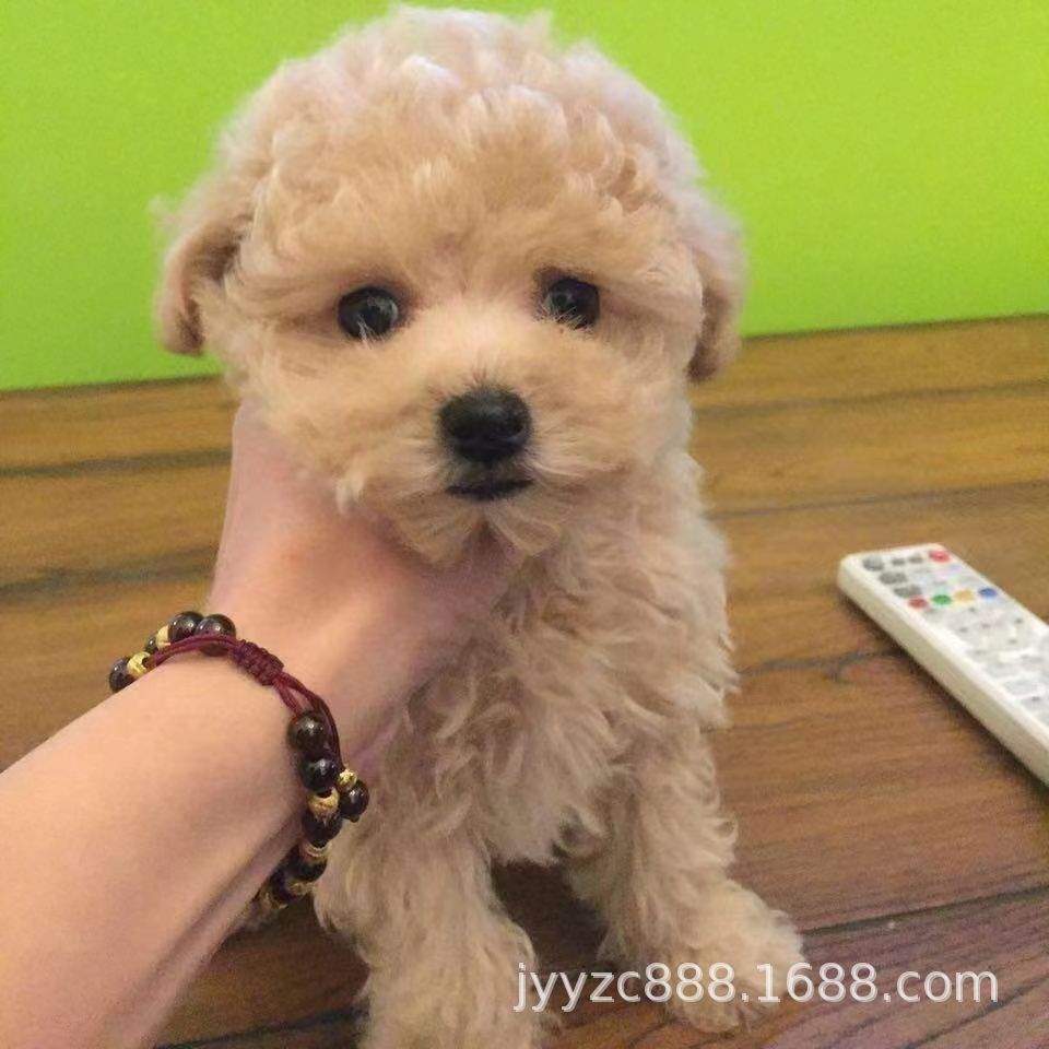 出售泰迪小型犬幼犬活体狗狗小狗米奇泰迪宠物犬宠物狗泰迪茶杯犬