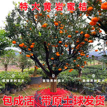 特大黄岩蜜桔树苗带土球橘子庭院盆地栽四季砂糖橘树苗南北方种植