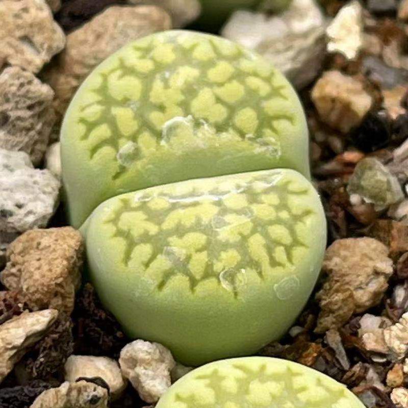 多肉植物 绿福来玉 荧光绿色 生石花母本 花卉园艺 绿植盆栽