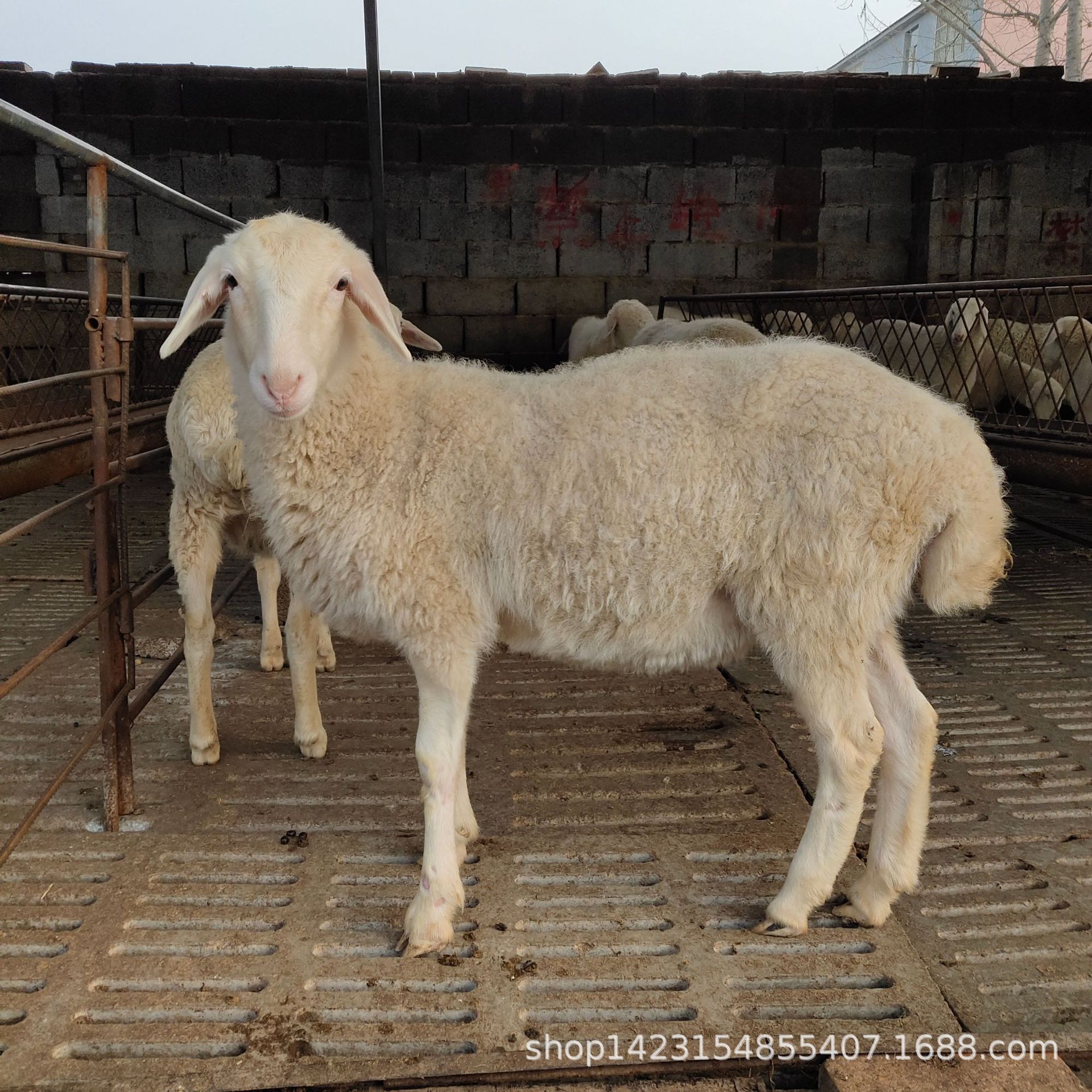 羊活体 杜泊绵羊苗 小尾寒羊羊苗羊羔羊崽 怀孕母羊 成年种公羊