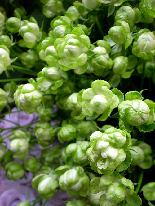 新品日月 闪电舞月季花苗 非常特别新奇品种四季开花 微型花 多头