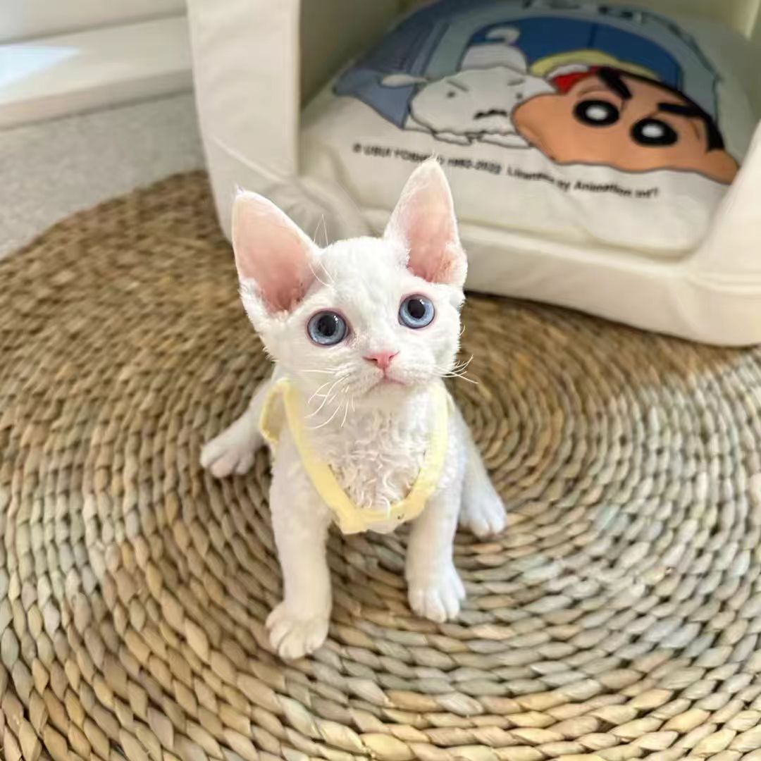 猫咪活体纯白德文猫幼猫活体纯白蓝眼卷毛德文活体黑白开脸宠物猫