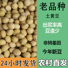 今年新货打豆浆土大黄豆打豆浆土老品种农家自种土黄豆非转基