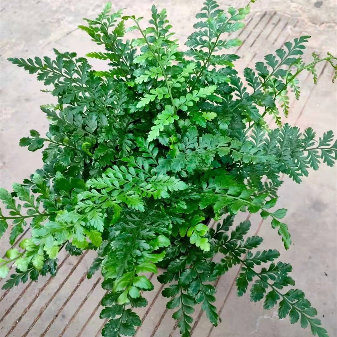 150#吉姆蕨室内客厅四季常青盆栽桌面造景蕨类观叶绿植一件20盆