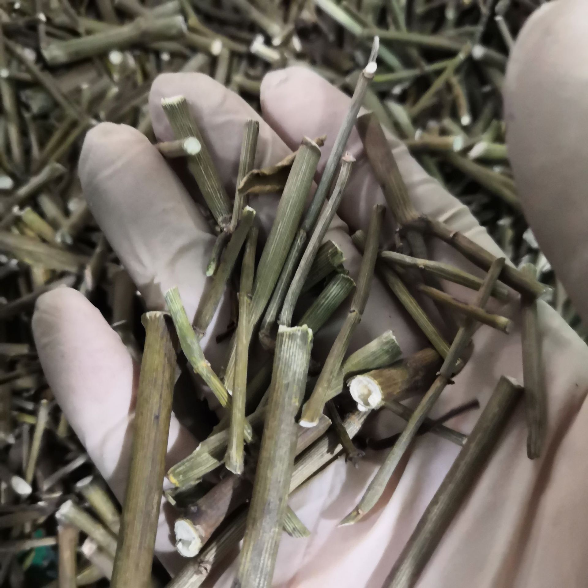 中药材忧遁草 鳄嘴花 汉帝草 扭序花 青箭 沙巴蛇草 新货批发