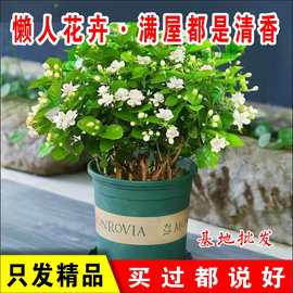 一件可发重瓣茉莉花浓香型室内盆景浓香型四季开花花卉植物好养客