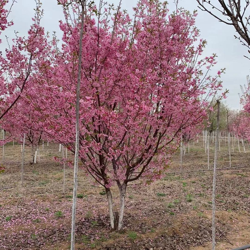 染井吉野樱花 丛生樱花 山东樱花基地日本晚樱开圃 实地看货