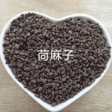 茼麻籽 麻果籽 青麻籽 麻果子 茼麻子