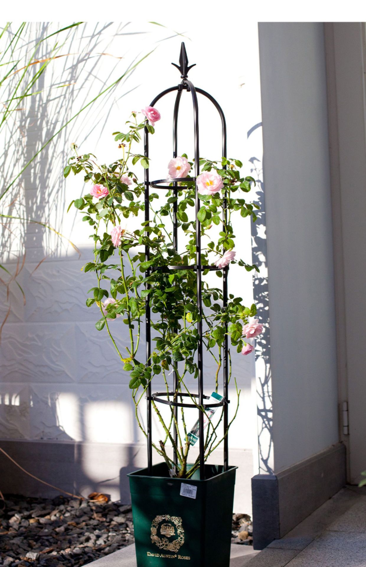 花架支架爬藤架藤本月季攀藤架圆柱花盆架植物支架子