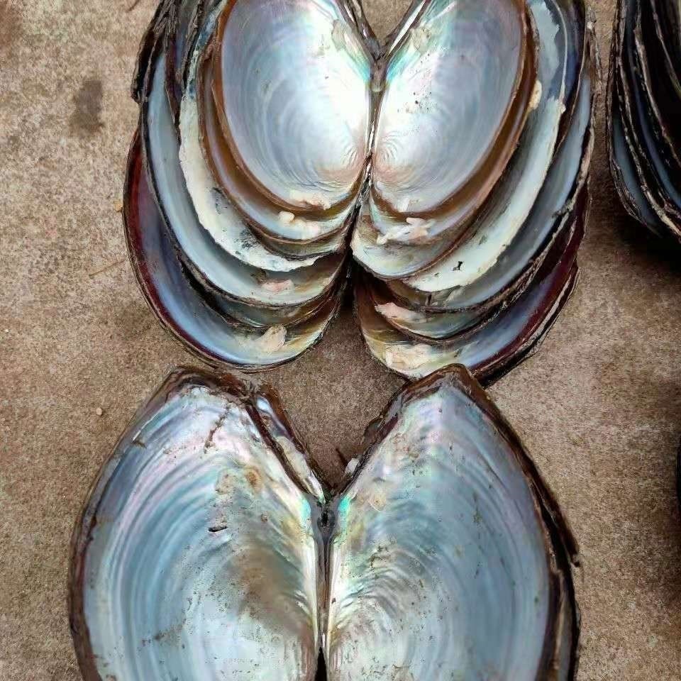 贝壳餐盘首饰珍珠蚌河蚌装饰贝壳房间片天然壳扇摆件工业用品酒店