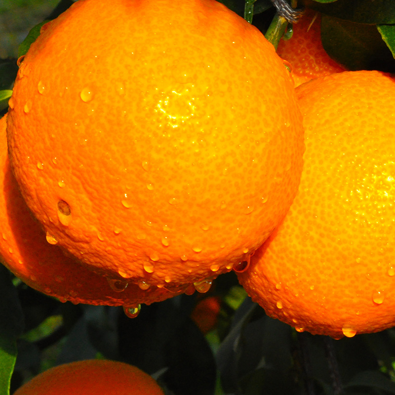 象山红美人柑橘 口感佳纯甜无酸无核细嫩化渣 欢迎预购江浙沪包邮