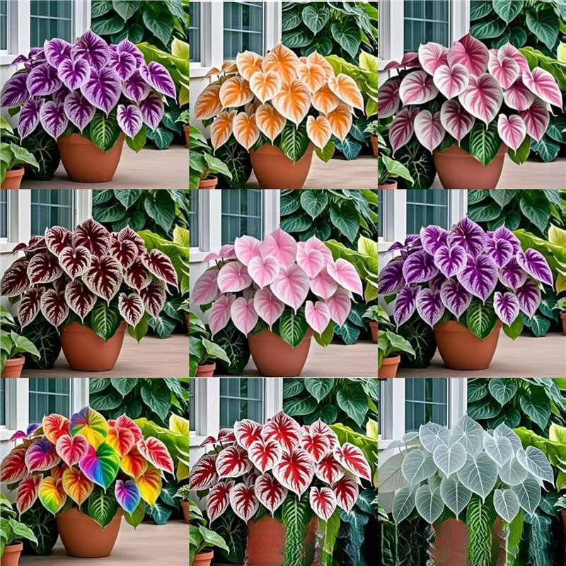 【跨境供货】花叶芋种子大叶玉簪花庭院阳四季盆栽万年青花卉种籽