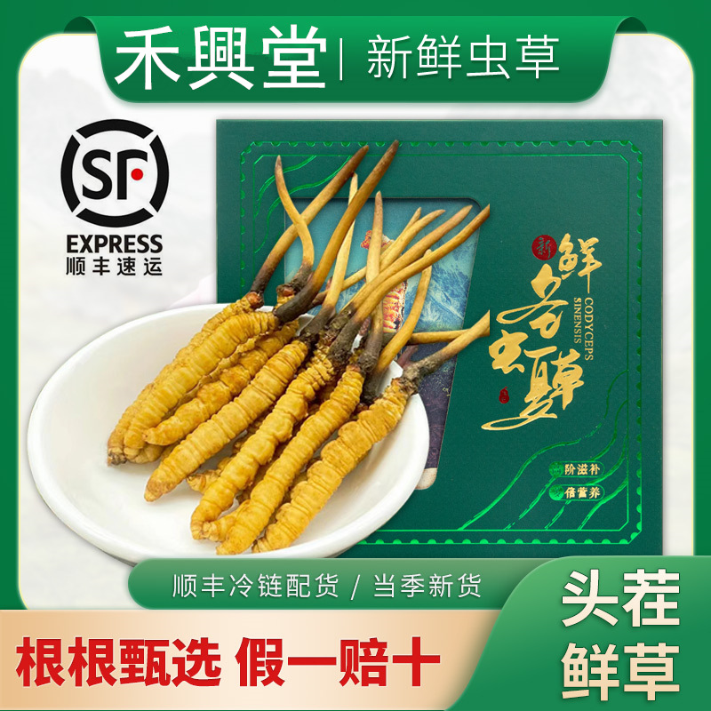 西藏新鲜冬虫夏草那曲虫草整草批发头茬青海玉树鲜草顺丰空运包邮