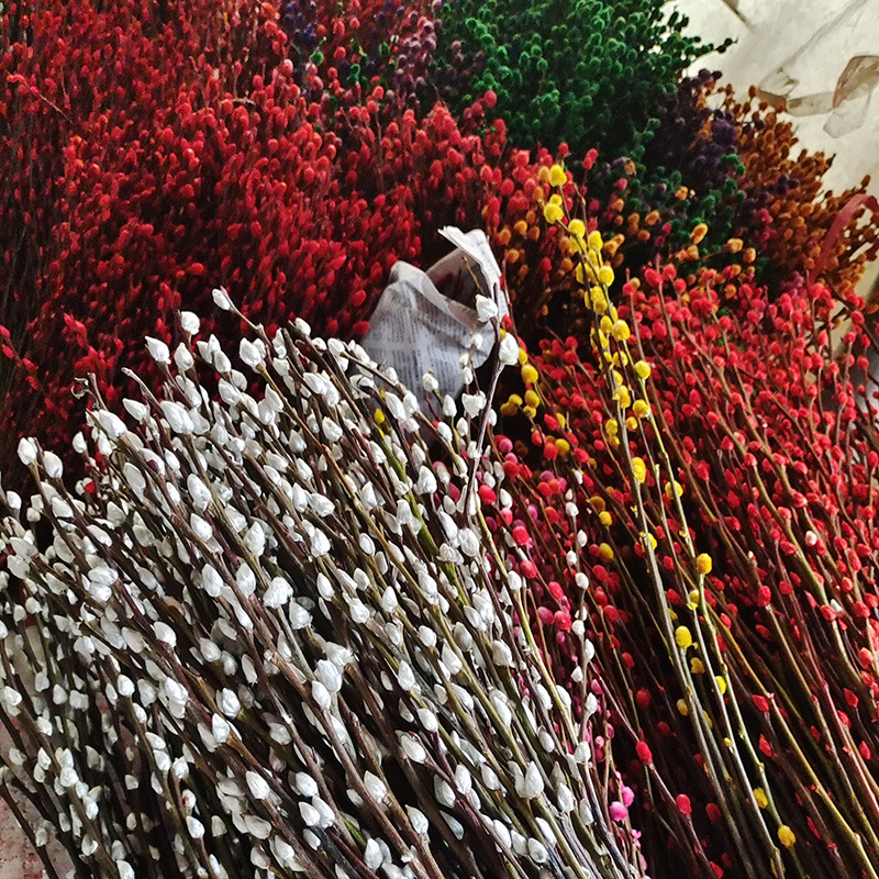 银柳基地真花鲜枝室内装饰新年年宵花卉水培四季开花银柳干花批发