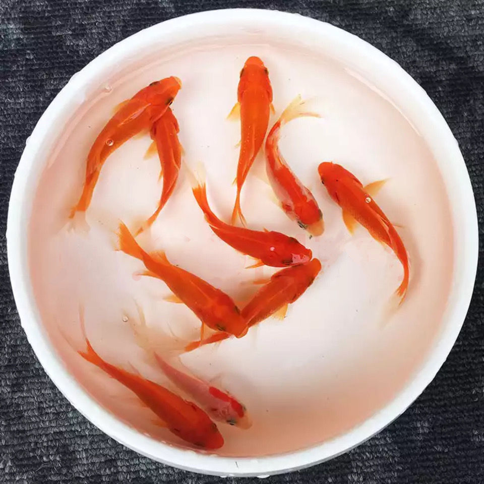 红草金鱼活鱼观赏鱼龟食龙鱼锦鲤鱼冷水鱼草金鱼苗活鱼小金鱼好养