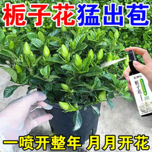 栀子花专用营养液栀子花肥料专用肥叶子发黄促开花喜酸植物营养液