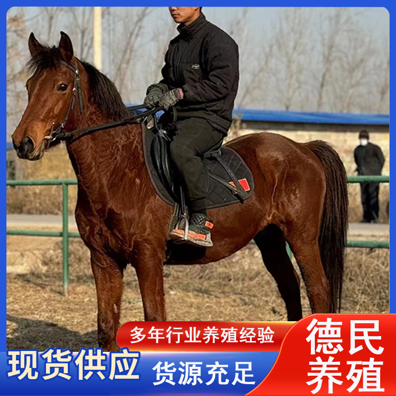 大型养马场供应阿拉伯马蒙古马 伊利马大马半血马骑乘马活体