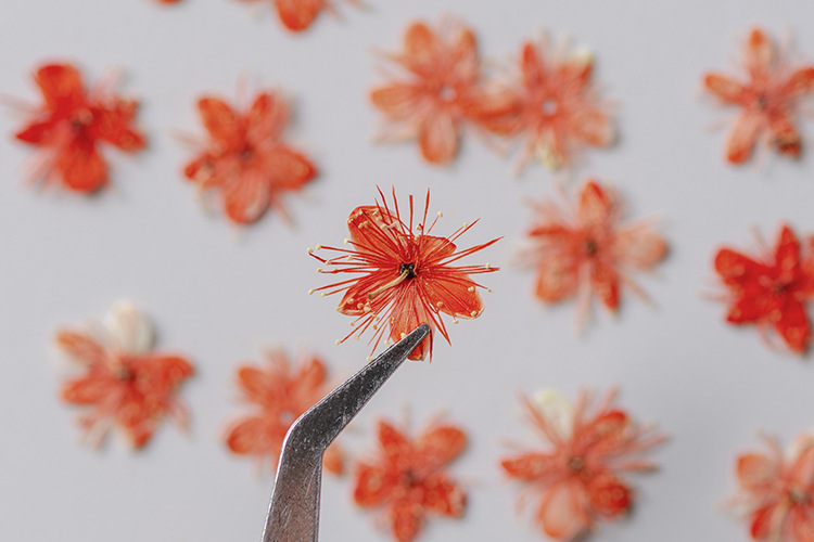 白檀 真花植物标本教学diy手工相框书签手机壳 押花画干花包材料