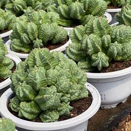 基地批发带盆栽多肉植物大戟科无刺魁伟玉仙人球仙人掌沙生植物